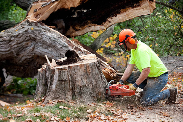 Best Lawn Dethatching  in Phoenix, NY