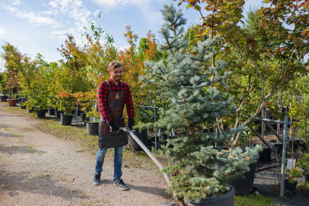 Best Arborist Consultation Services  in Phoenix, NY