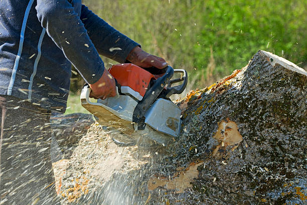Best Utility Line Clearance  in Phoenix, NY